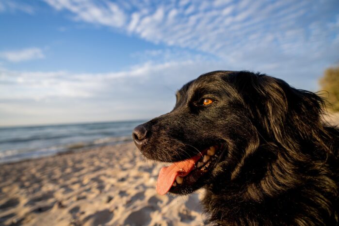 Hund am Strand von Heiligenhafen mit Ostsee im Hintergrund