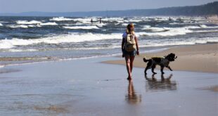 Hund mit Begleitung am Ostseestrand