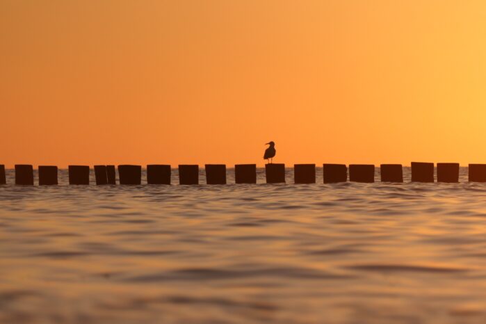Ostsee bei Sonnenuntergang mit Möwe auf Buhnen