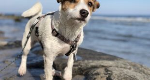 Hund am Weißenhäuser Strand im Frühling