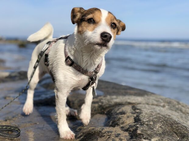 Hund am Weißenhäuser Strand im Frühling