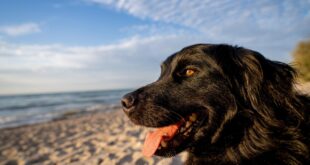 Hund in Dahme am winterlichen Ostseestrand