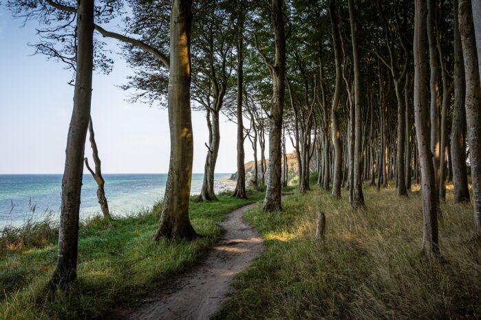 Kellenhusen Küstenwald im Frühling mit schmalem Weg