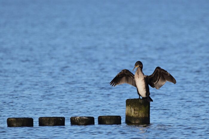 Kormoran an der Ostsee auf einem Holzpfahl