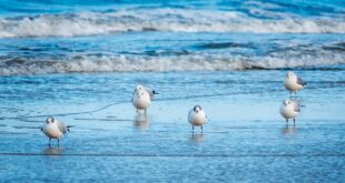 Möwen am Timmendorfer Strand über der Ostsee