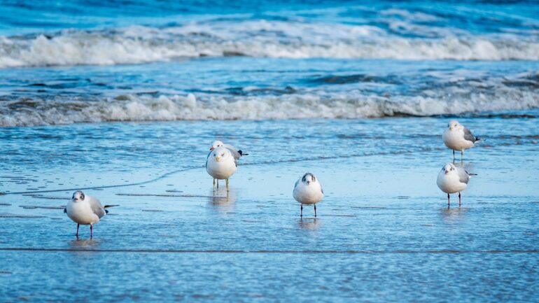 Möwen am Timmendorfer Strand über der Ostsee